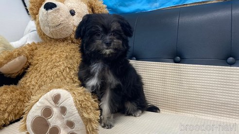 成約済の兵庫県のチワマル:チワワ×マルチーズ-336033の3枚目